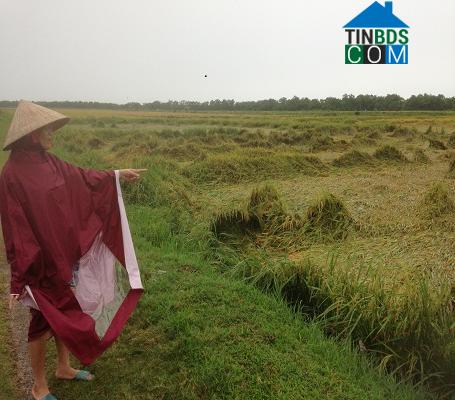 Hình ảnh Ninh Châu, Quảng Trị