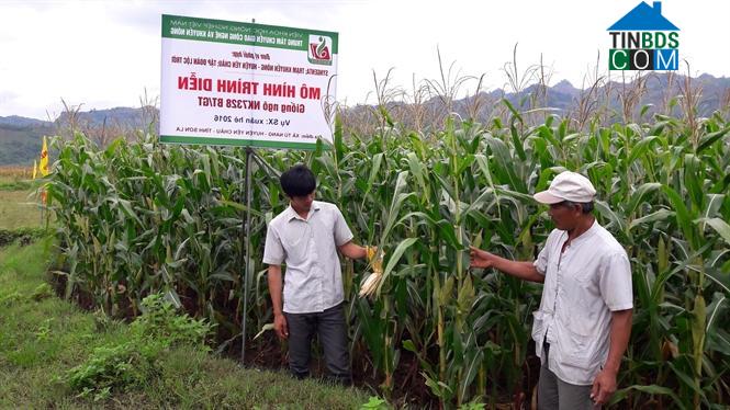 Hình ảnh Chiềng Hặc, Sơn La