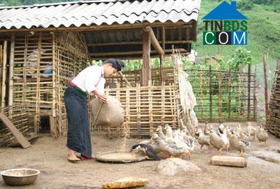 Hình ảnh Mường Bú, Sơn La