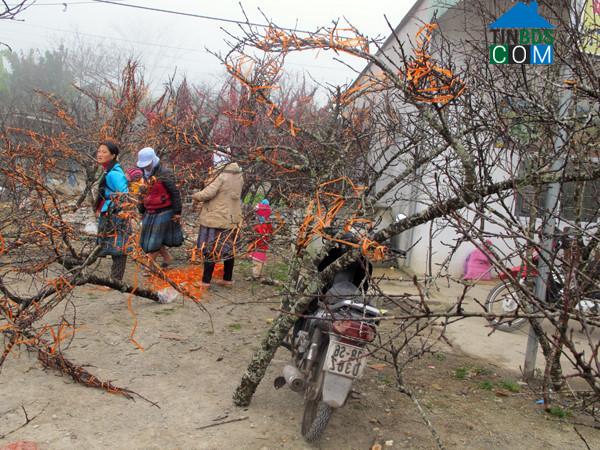 Hình ảnh Vân Hồ, Sơn La