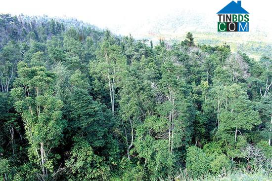 Hình ảnh Xím Vàng, Sơn La