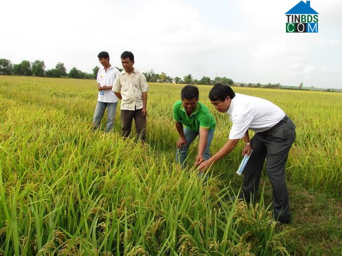 Hình ảnh Truông Mít, Tây Ninh