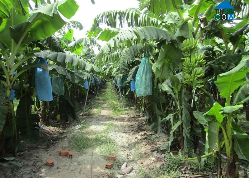 Hình ảnh Hưng Thuận, Tây Ninh