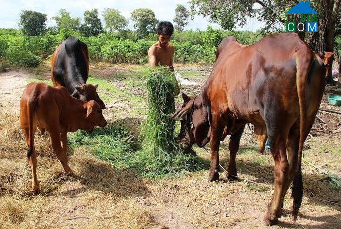 Hình ảnh Phước Vinh, Tây Ninh