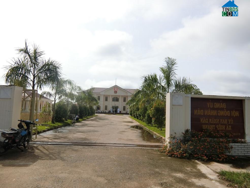 Hình ảnh Tầm Vu, Tây Ninh