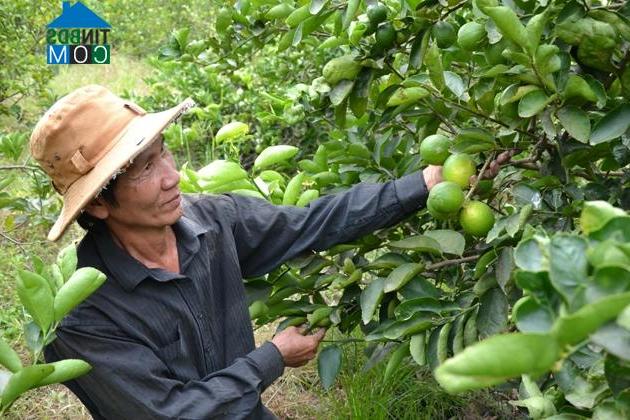 Hình ảnh Thạnh Hóa, Tây Ninh