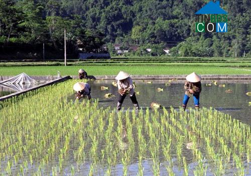 Hình ảnh Chợ Đồn, Thái Nguyên