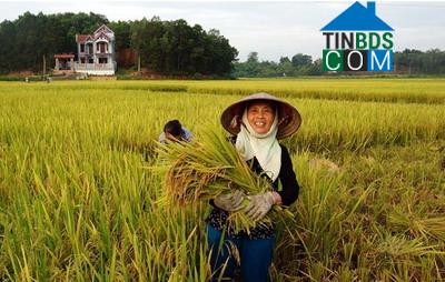 Hình ảnh Tân Thành, Thái Nguyên