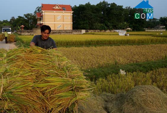 Hình ảnh Thành Công, Thái Nguyên