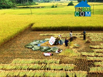 Hình ảnh Thanh Mai, Thái Nguyên