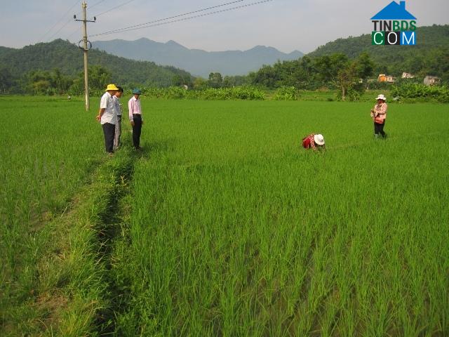 Hình ảnh Phủ Thông, Thái Nguyên