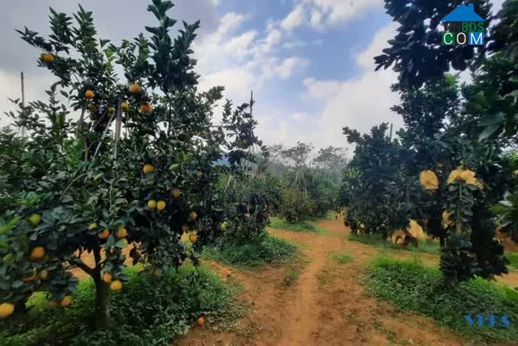 Hình ảnh Điền Lư, Thanh Hóa