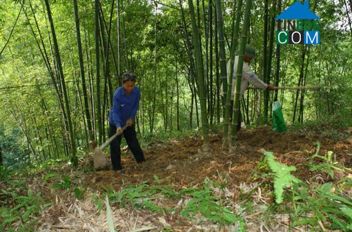 Hình ảnh Lương Sơn, Thanh Hóa