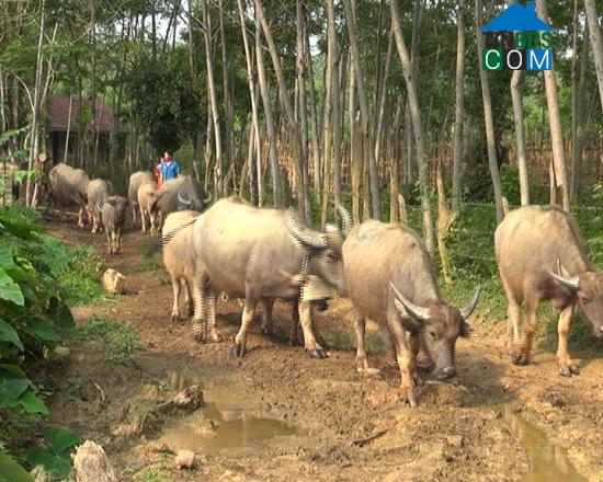 Hình ảnh Hóa Quỳ, Thanh Hóa