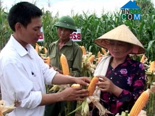 Hình ảnh Hoằng Giang, Thanh Hóa