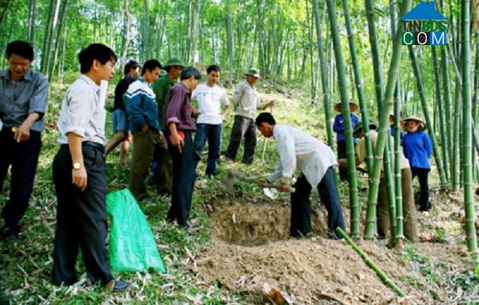 Hình ảnh Tân Thành, Thanh Hóa