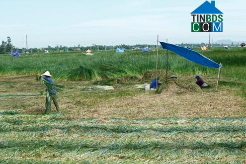 Hình ảnh Tân Tiến, Thanh Hóa