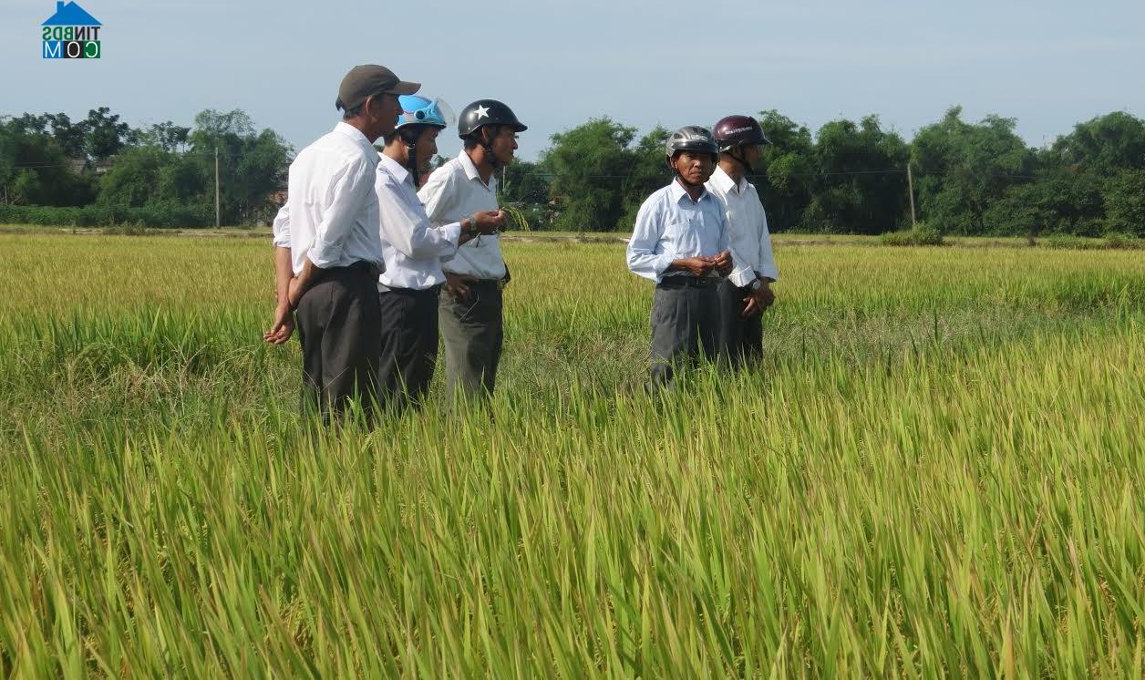 Hình ảnh Phong Dinh, Huế