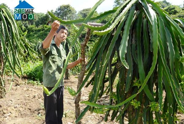 Hình ảnh Thái Bình, Tuyên Quang
