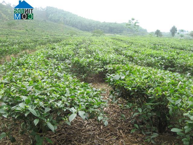 Hình ảnh Thông Nguyên, Tuyên Quang