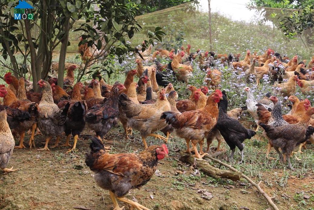 Hình ảnh Phù Lưu, Tuyên Quang