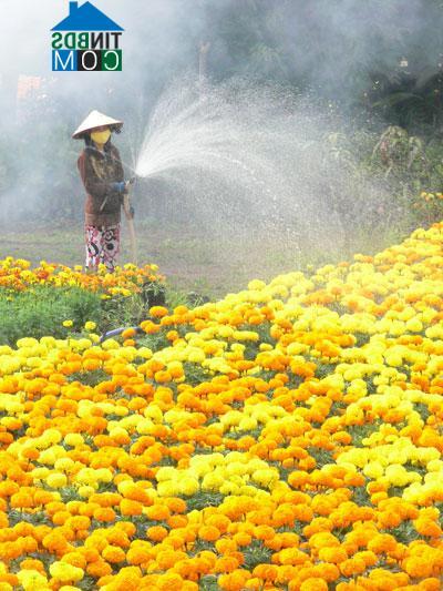 Hình ảnh Chợ Lách, Vĩnh Long