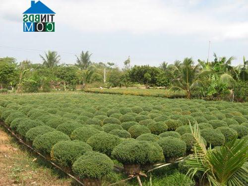 Hình ảnh Vĩnh Thành, Vĩnh Long