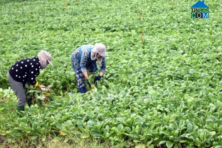 Hình ảnh Long Hữu, Vĩnh Long