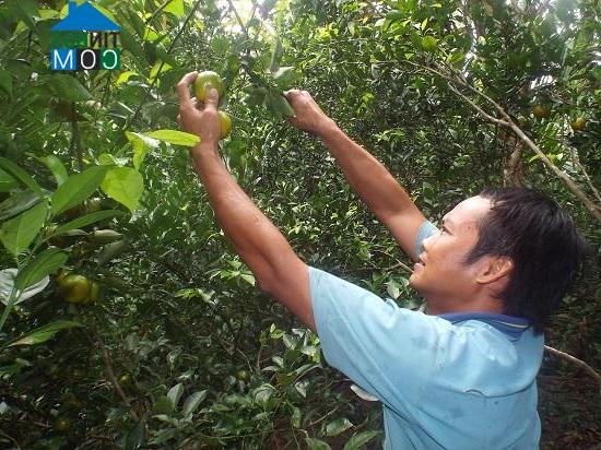 Hình ảnh Tam Ngãi, Vĩnh Long