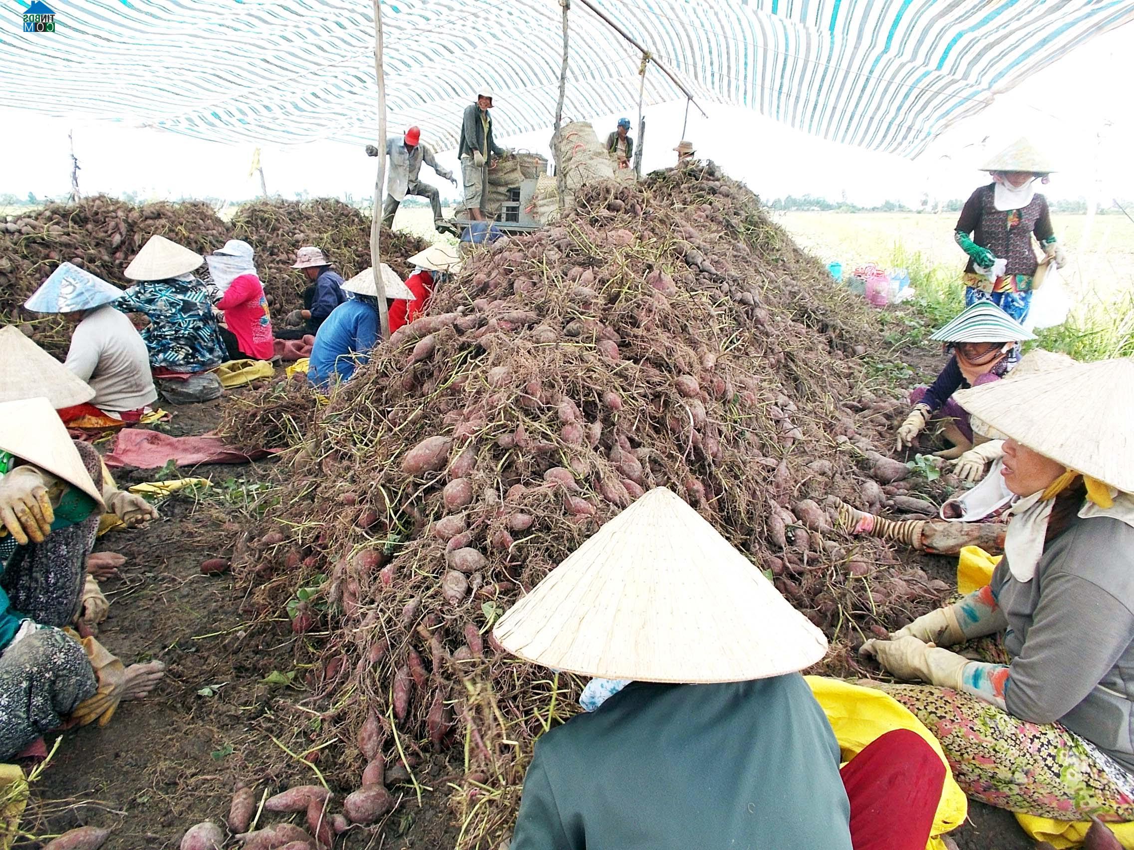 Hình ảnh Tân Lược, Vĩnh Long