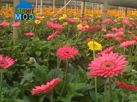 Hình ảnh Ô Diên, Hà Nội