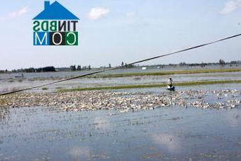 Hình ảnh Mỹ Thuận, An Giang