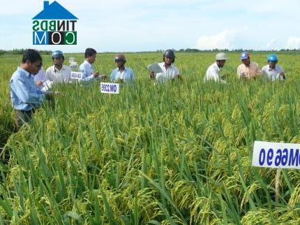 Hình ảnh U Minh, Cà Mau