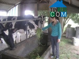 Hình ảnh Lương Sơn, Phú Thọ