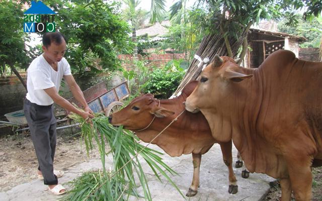 Hình ảnh Tam Dương, Phú Thọ