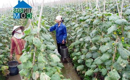 Hình ảnh Nguyễn Trãi, Hưng Yên