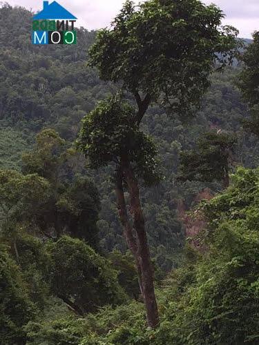 Hình ảnh Nam Khánh Vĩnh, Khánh Hòa