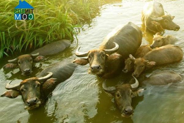 Hình ảnh Tu Bông, Khánh Hòa