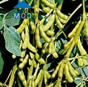 Hình ảnh Tân Lĩnh, Lào Cai