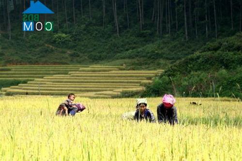 Hình ảnh Púng Luông, Lào Cai