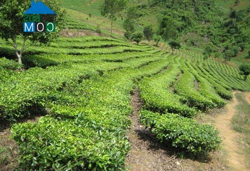 Hình ảnh Văn Chấn, Lào Cai