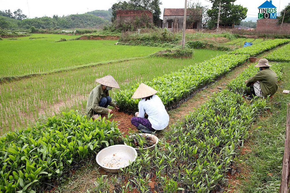 Hình ảnh Ba Chẽ, Quảng Ninh