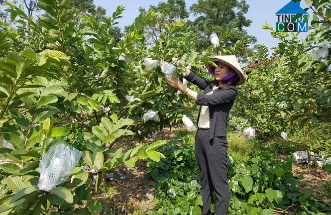Hình ảnh Linh Sơn, Thái Nguyên