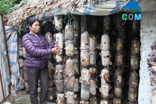 Hình ảnh Đông Quang, Thanh Hóa