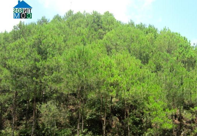 Hình ảnh Trùng Khánh, Cao Bằng