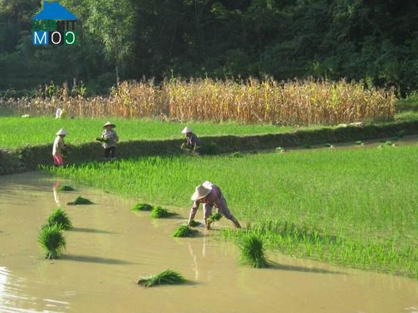 Hình ảnh Phục Hòa, Cao Bằng