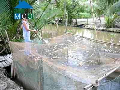 Hình ảnh Mỹ Thuận, An Giang