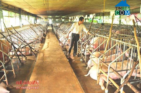 Hình ảnh Thuần Trung, Nghệ An