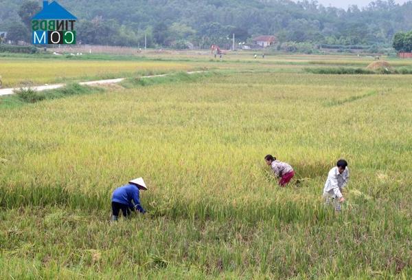 Hình ảnh Tam Dương, Phú Thọ