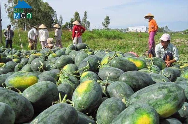 Hình ảnh Đăk Tô, Quảng Ngãi